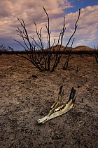Guanaco jaw, with burnt remains of native vegetation in the calden forest, (Larrea divaricata) during the summer fires, Lihue Calel National Park ,La Pampa province, Argentina