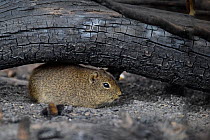 Desert cavy (Microcavia australis) hiding under a charred tree trunk after the summer forest fires, Lihue Calel National Park, La Pampa province, Patagonia, Argentina. January 2018.