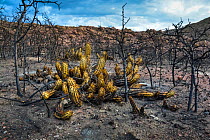 Burnt remains of native Cactus (Trichocereus candicans) in the Calden Forest during the summer fires, Lihue Calel National Park, La Pampa province, Argentina. January 2018.
