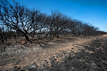 Burnt remains of Calden trees (Prosopis caldenia) after the summer fires, Calden Forest, La Pampa province, Argentina. January 2017.