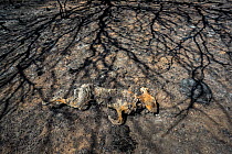 Dead Cape Hare (Lepus capensis) surrounded by the shadows of charred trees, killed by the summer fires, La Pampa Province, Patagonia, Argentina. January 2017.