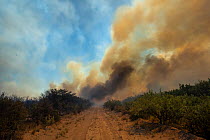 Smoke column from a fire in the Calden Forest, during the summer season, south of the province of La Pampa, Argentina. January 2017.
