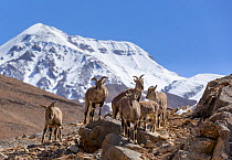 Bharal / Blue sheep (Pseudois nayaur) herd standing on a rocky slope, higher Himalaya mountains, Kibber Wildlife Sanctuary, India. March.