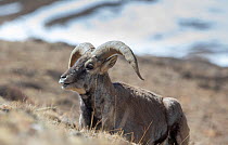 Bharal / Blue sheep (Pseudois nayaur), dominant male resting, higher Himalaya mountains, Kibber Wildlife Sanctuary, India. March.