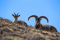 Bharal / Blue sheep (Pseudois nayaur), dominant male resting with female in the background, higher Himalaya mountains, Kibber Wildlife Sanctuary, India. March.