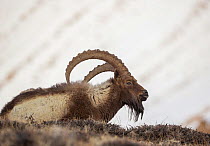 Himalayan ibex (Capra sibirica hemalayanus) male resting. They live at elevations of 3800m and higher, western Himalaya mountains, Kibber Wildlife Sanctuary, India. April.