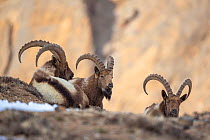 Three Himalayan ibex (Capra sibirica hemalayanus) males resting. They live at elevations of 3800m and higher, western Himalaya mountains, Kibber Wildlife Sanctuary, India. April.