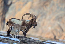 Himalayan ibex (Capra sibirica hemalayanus) male with young. They live at elevations of 3800m and higher, western Himalaya mountains, Kibber Wildlife Sanctuary, India. April.