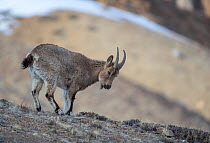 Himalayan ibex (Capra sibirica hemalayanus) female. They live at elevations of 3800m and higher, western Himalaya mountains, Kibber Wildlife Sanctuary, India. April.
