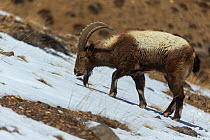 Himalayan ibex (Capra sibirica hemalayanus) males, resting and grazing. They live at elevations of 3800m and higher, western Himalaya mountains, Kibber Wildlife Sanctuary, India. April.