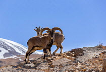 Bharal / Blue sheep (Pseudois nayaur) male and female, Himalaya Mountains, Kibber Wildlife Sanctuary, India. March.