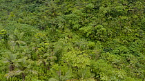 Aerial shot of tropical forest canopy located in volcano crater, Dominica, West Indies, 2019.