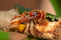A European hornet (Vespa crabro), on lilac wood (Syringa sp.), sucking up the sap, near Tour, Central France.