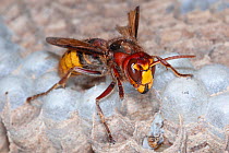 A European hornet (Vespa crabro) at the end of its life, near Tour, Central France.