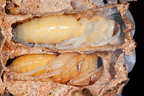 Cut through section in nest of European hornet (Vespa crabro) showing pupae, near Tour, Central France.