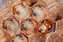 Emerging adult European hornet (Vespa crabro) surrounded by late stage pupae, near Tour, Central France.