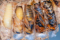 Different life stages of the European hornet (Vespa crabro), near Tour, Central France.