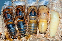 Different life stages of the European hornet (Vespa crabro),near Tour, Central France.