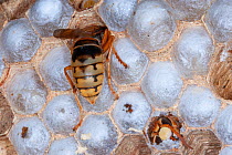 A European hornet (Vespa crabro) hatching and emerging, near Tour, Central France.