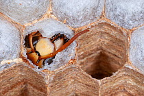 Emerging head of an adult European hornet (Vespa crabro) from the nesting tunnels, near Tour, Central France.