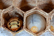Adult European hornet (Vespa crabro) after hatching, hiding in a nest cell, near Tour, Central France.