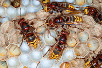 Adult European hornets (Vespa crabro) tending to larvae, near Tour, Central France.