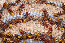 An active European hornet (Vespa crabro) nest, adults and pupae, near Tour, Central France.
