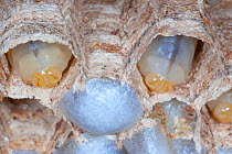 European hornet (Vespa crabro) larvae in nesting tunnels, near Tour, Central France.