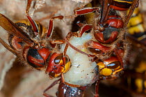 Adult European hornet (Vespa crabro) consuming larva, near Tour, Central France.