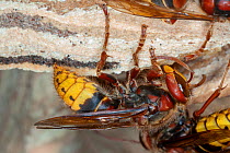 An adult European hornet (Vespa crabro) worker at the nest, working and making paper from cellulose, near Tour, Central France.