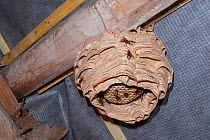 A European hornet (Vespa crabro) nest in a barn, near Tour, Central France.