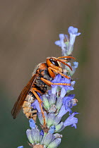 Adult European hornet (Vespa crabro) feeding on Lavender flowers (Lavandula angustifolia), near Tour, Central France.