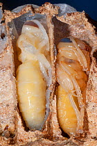 Section showing two pupae of the European hornet (Vespa crabro), near Tour, Central France.