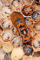 An emerging adult European hornet (Vespa crabro) surrounded by late stage pupaes, near Tour, Central France.