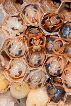 An emerging adult European hornet (Vespa crabro) surrounded by late stage pupae, near Tour, Central France.