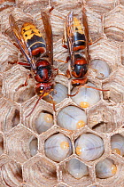 Adult European hornets (Vespa crabro) tending larvae, near Tour, Central France.