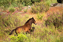 Wild Garrano horse (Equus ferus caballus) foal, running in a lavender field, Faia Brava Reserve, part of Rewilding Europe, Greater Coa Valley, Portugal.