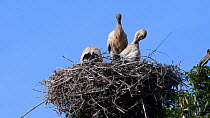 Three White stork (Ciconia ciconia) chicks in nest at top of an Oak tree, preening and gaping in hot sunshine, Knepp Estate, Sussex, UK, June.