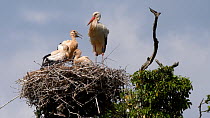 White stork (Ciconia ciconia) with three chicks in nest at top of an Oak tree, gaping in hot sunshine with one exercising its wings, Knepp Estate, Sussex, UK, June.