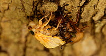 Periodical cicada (Magicicada septendecim) teneral adult moulting, being attacked and eventually consumed by ants, Maryland, USA, May.