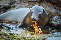 Galapagos sea lion (Zalophus wollebaeki) inquisitive pup playing with Sally Lightfoot Crab (Grapsus grapsus). Plazas Island, Galapagos, Ecuador