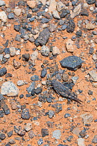 Tenerife Sand Grasshopper (Sphingonotus picteti) Parque Rural de Teno, Tenerife, Canary Islands