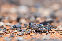 Tenerife Sand Grasshopper (Sphingonotus picteti) Parque Rural de Teno, Tenerife, Canary Islands