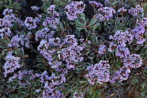 Leadwort flower (Limonium pectinatum) endemic to the Canary Islands, Parque Rural de Teno, Tenerife, Canary Islands