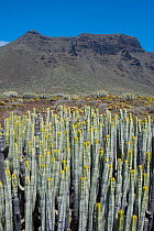 Hercules club / Canary Island Spurge (Euphorbia canariensis) in montane habitat, with flat topped mountain ridge in background, Parque Rural de Teno, Tenerife, Canary Islands;