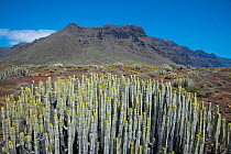 Hercules club / Canary Island Spurge (Euphorbia canariensis) in montane habitat, with flat topped mountain ridge in background, Parque Rural de Teno, Tenerife, Canary Islands