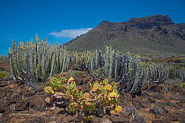 Spiny pest pear (Opuntia dillenii) in fruit and Hercules club / Canary Island Spurge (Euphorbia canariensis) in montane habitat, with flat tooped mountain ridge in background, Parque Rural de Teno, Te...