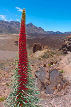 Red giant tajinaste / Mount Teide bugloss / Towers of jewels (Echium wildpretii) La Catedral viewpoint, Teide National Park, Tenerife, Canary Islands