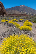 Flixweed / Teide straw (Descurainia bourgaeana) on the plains below Mount Teide volcano (3718m), Teide National Park, Tenerife, Canary Islands