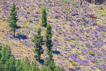 Canary pine trees (Pinus canariensis) and Teide / Mountain wallflowers (Erysimum scoparium) mountain slope, Teide National Park, Tenerife, Canary Islands